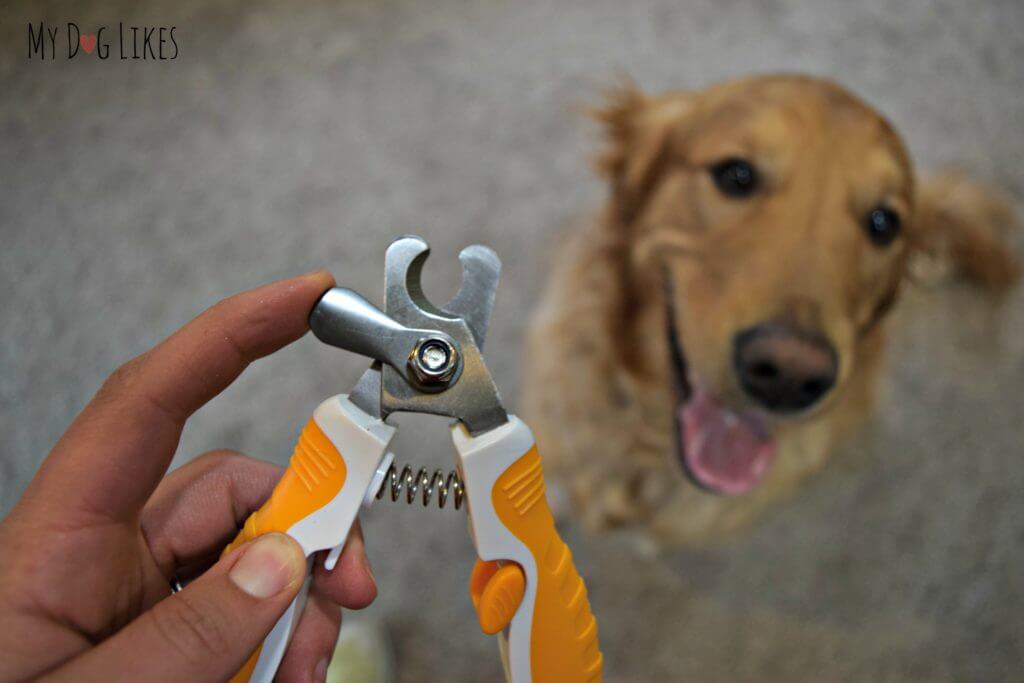 Wagglies nail trimmers have a built in safety stop to help prevent cutting your dog's quick