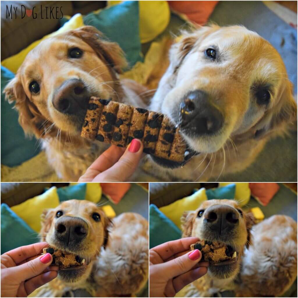 Harley and Charlie enjoying their candy bar for dogs