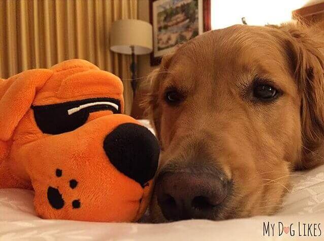 A sleepy Charlie is comfy in his bed at the dog friendly Sheraton Grand at Wild Horse Pass in Chandler, Arizona.