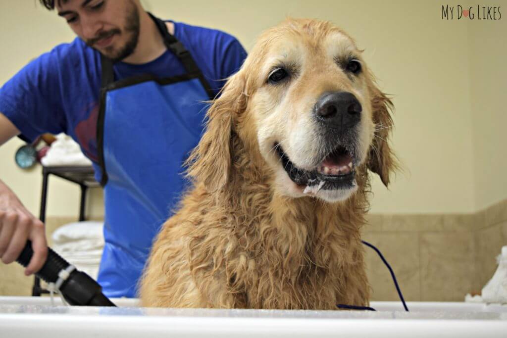 Using the blow dryer at the self wash station