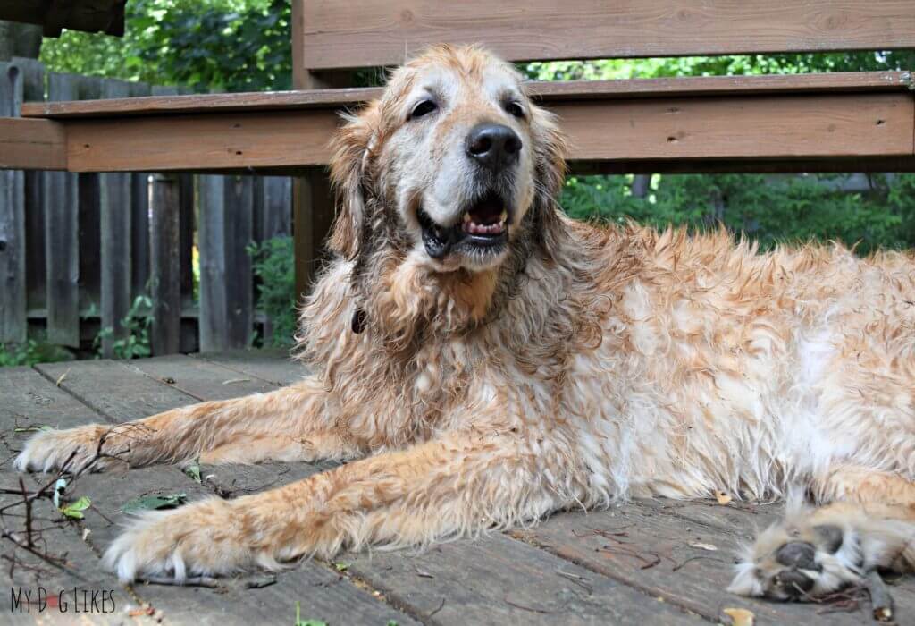 Our Golden Retriever Harley is quite satisfied to all the dirt and mud he got into!