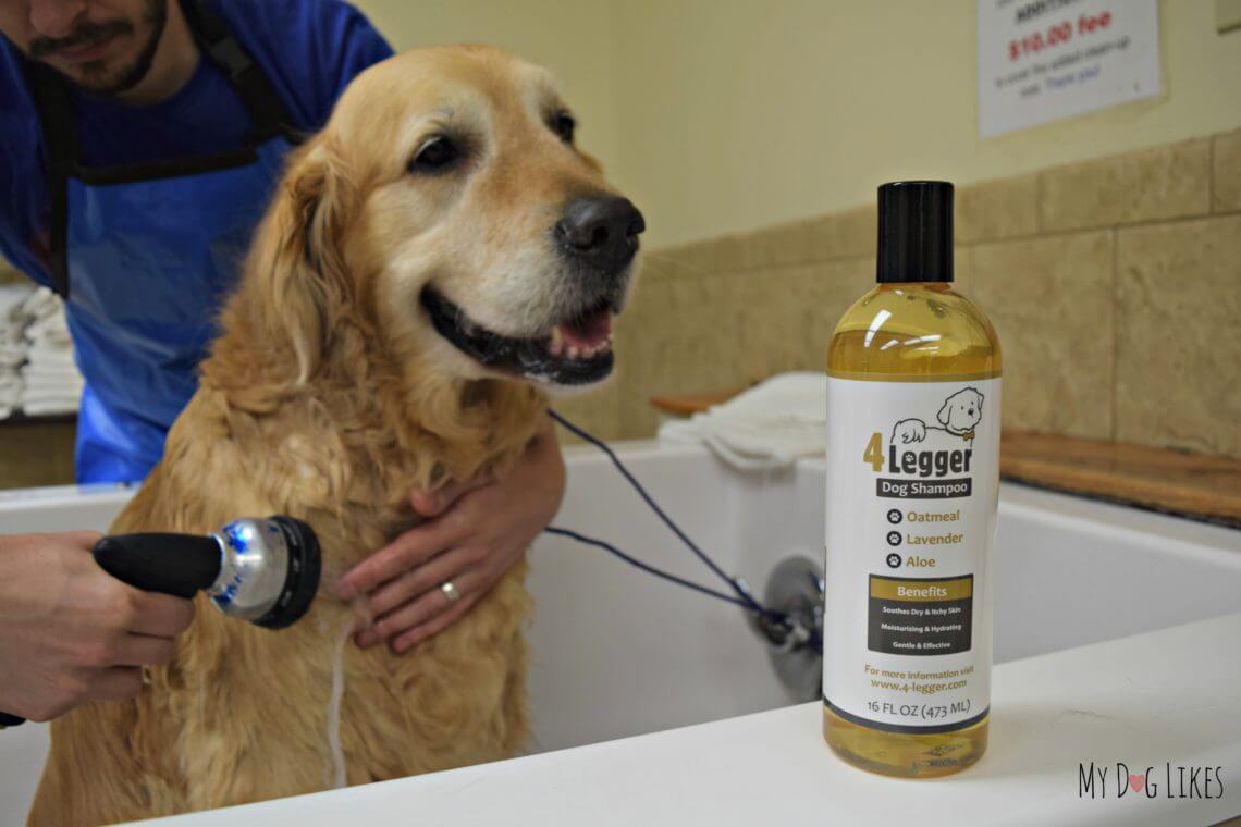 4Legger Dog Shampoo Review Nothing that Doesn't Belong
