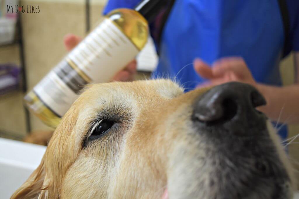 Read our full review to see why MyDogLikes highly recommends 4-Legger Dog Shampoo