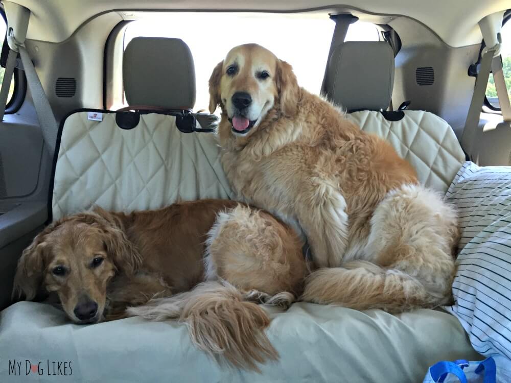Sharing the Backseat on a 4Knines Seat Cover