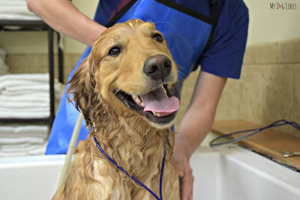 Happy at all times - even when getting a bath!