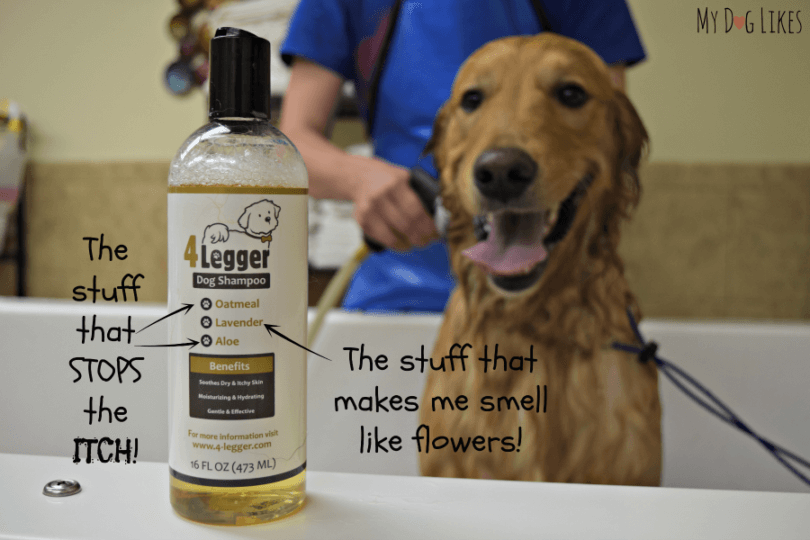 4Legger Dog Shampoo Review Nothing that Doesn't Belong
