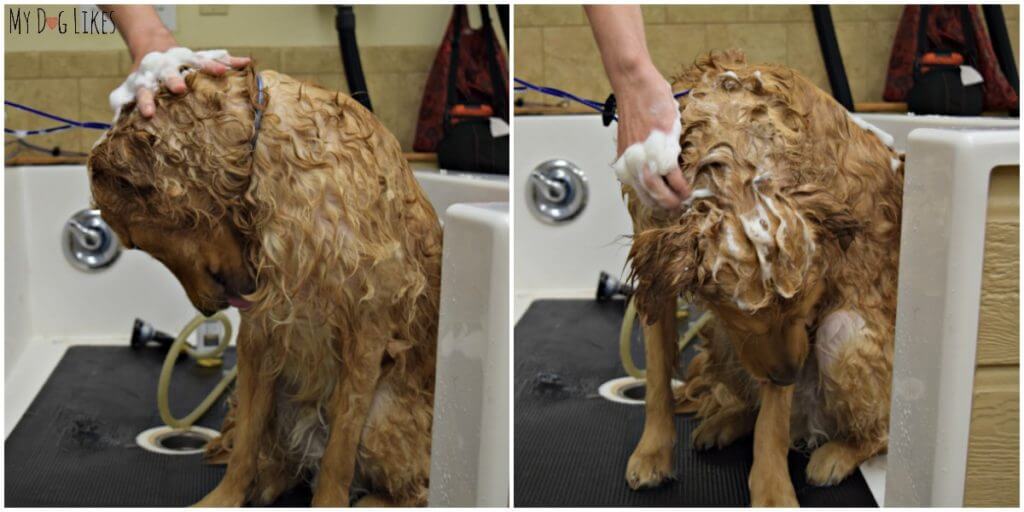 Charlie loved the scent so much that he kept trying to lick himself!