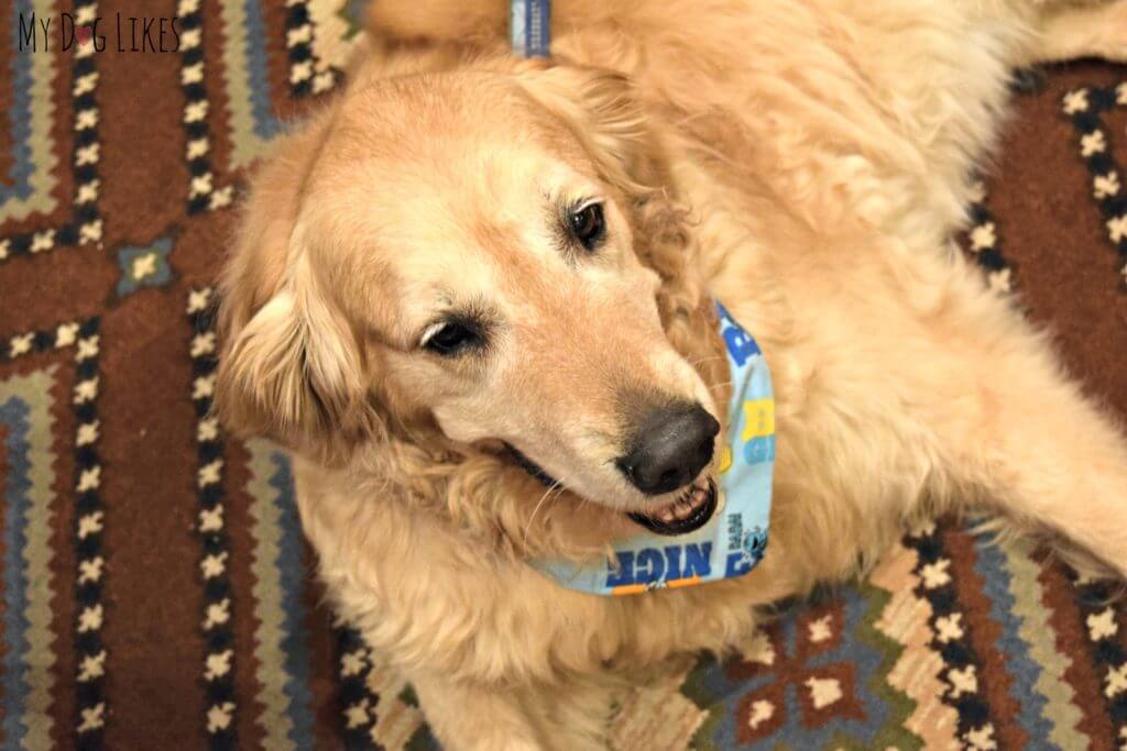 Harley relaxing during one of the BlogPaws Conference sessions.