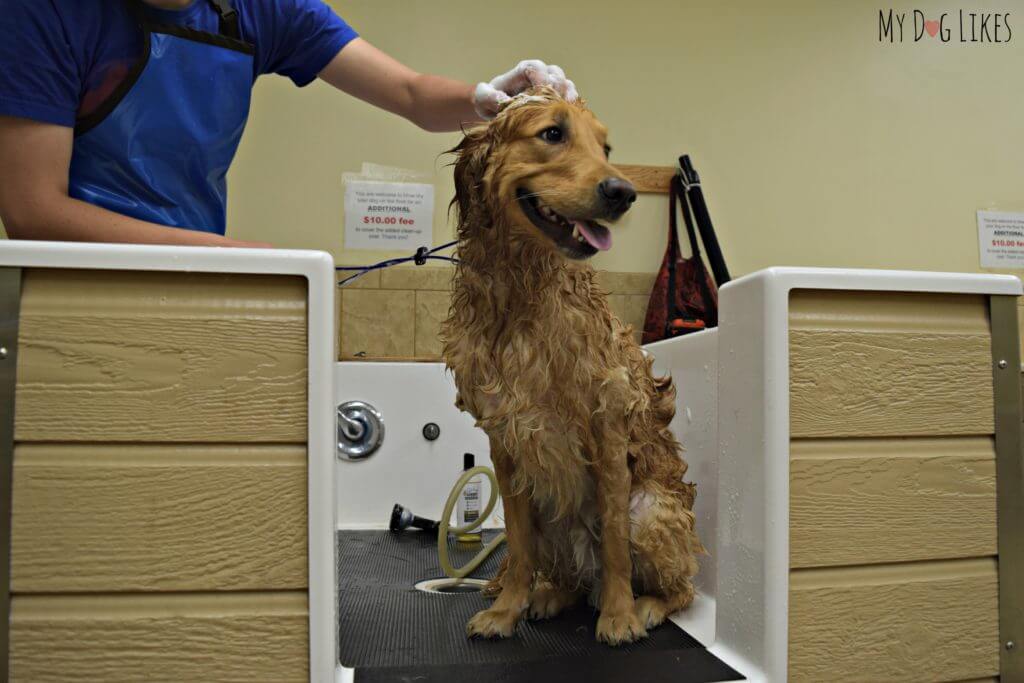 Charlie in the dog self wash station at PetSaver Superstore