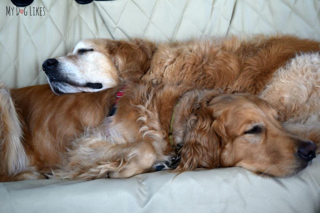 Harley and Charlie snoozing on their 4Knines bench seat cover