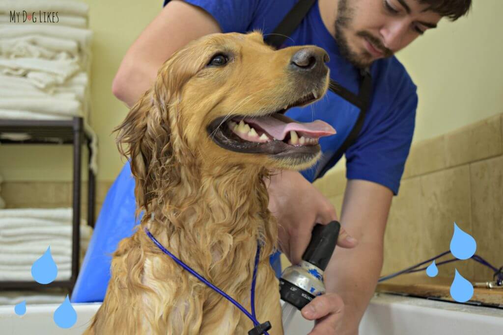 Rinsing off Charlie after bathing with 4-Legger