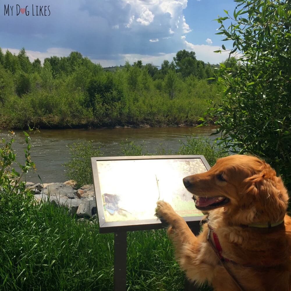 Charlie looking for Moose at Bear River State Park in Wyoming