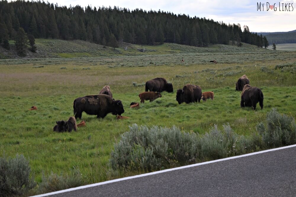 Yellowstone is home to many large buffalo herds that are often seen wandering the roadways!