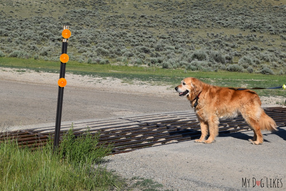 Harley is not sure what to do about this cattle grate!