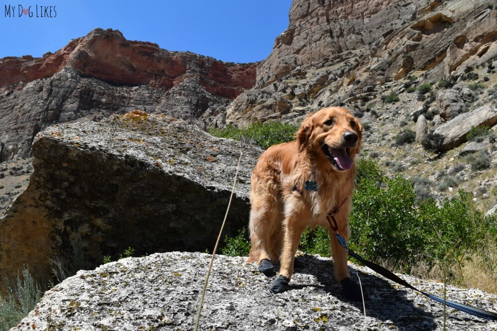 Hiking with our dog Charlie in Bighorn National Forest