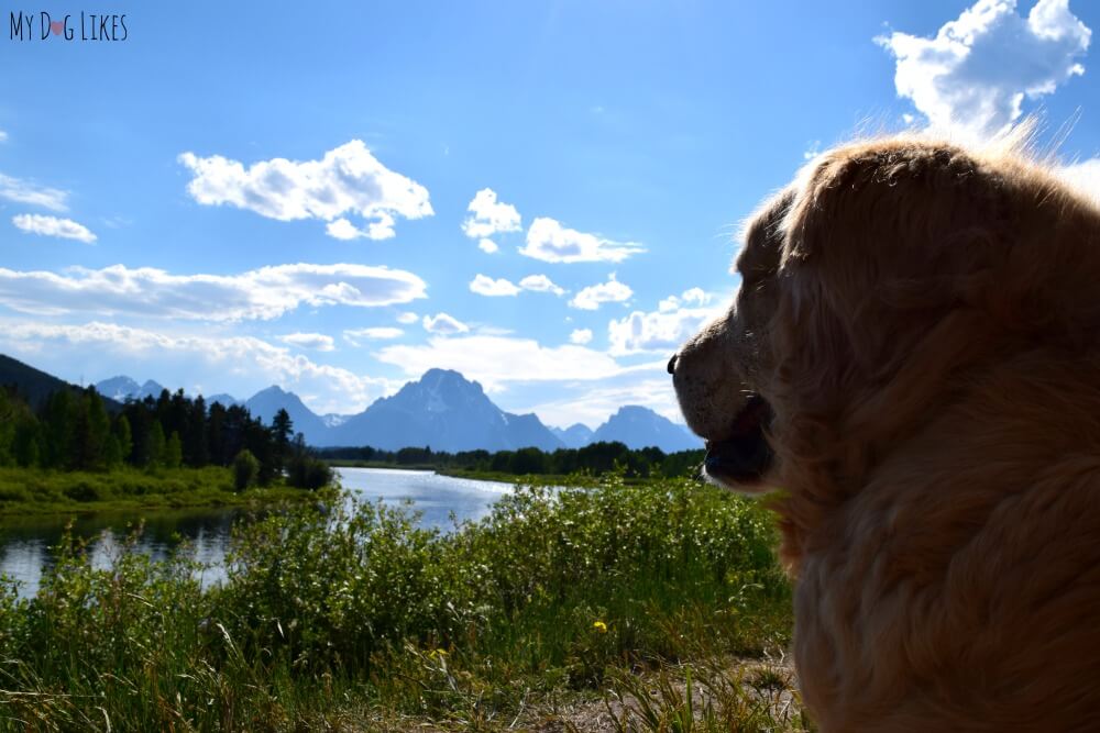 Visiting Grand Teton with Dogs