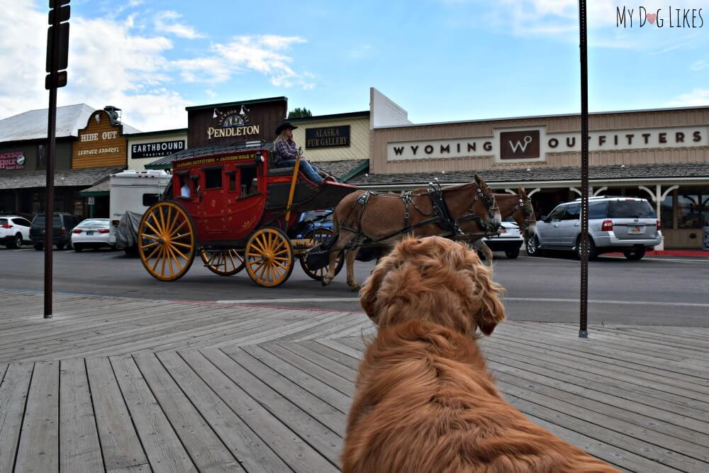 Exploring Jackson Hole, Wyoming with Dogs