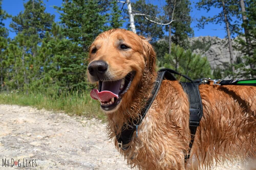 10 Loose Leash Walking Tips to Stop Pulling in its Tracks - Long Haul  Trekkers