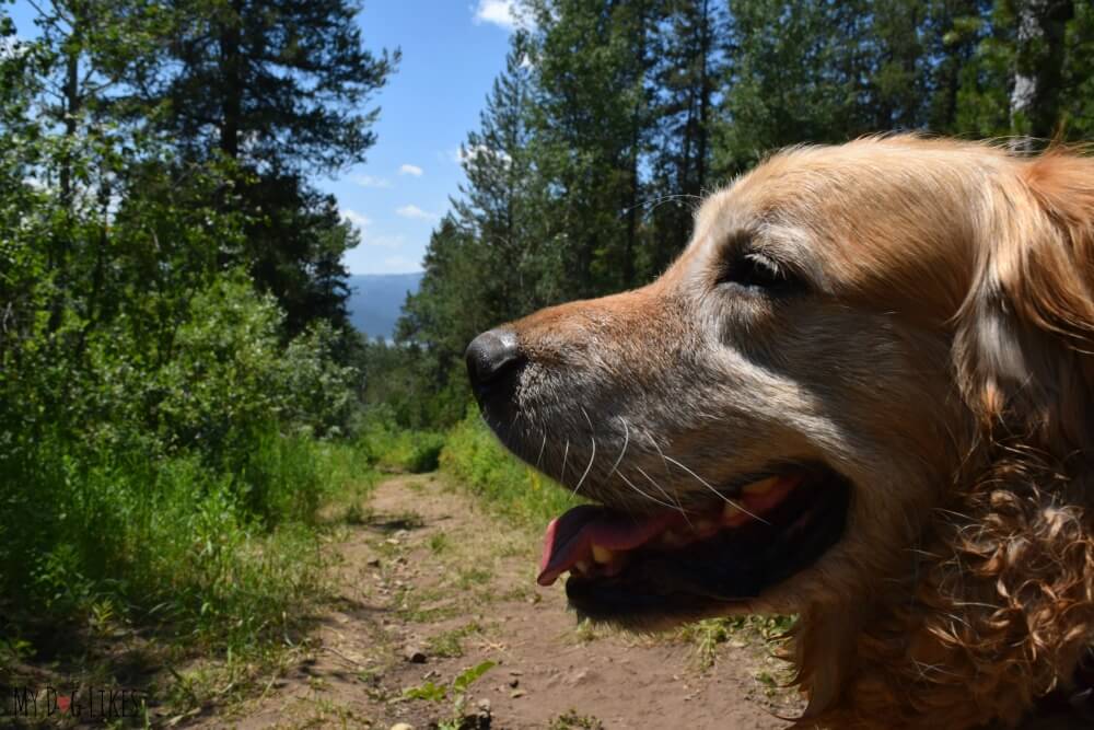 Heading up a trail to overlook the Palisades Reservoir in Bridger-Teton National Forest