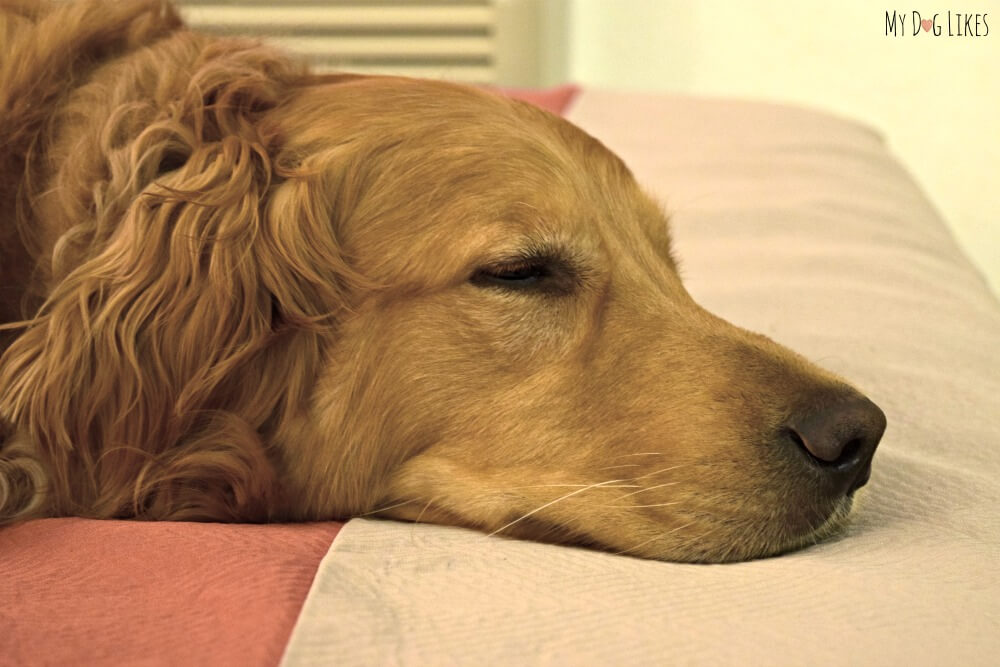 Golden Retriever dog sleeping on the bed