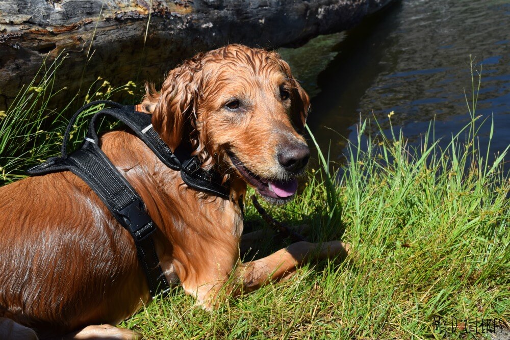 Swimming and hiking with the Sport Dog Harness from MightyPaw.