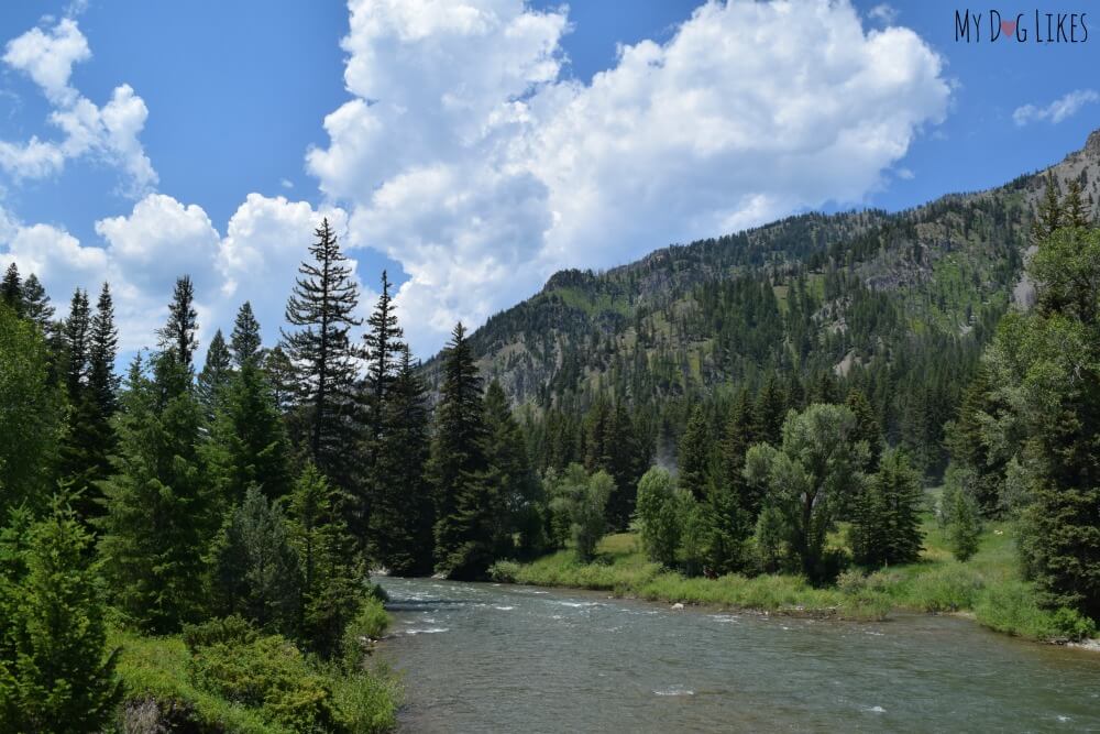 The view from the Squaw Creek Bridge off Grey's River Road