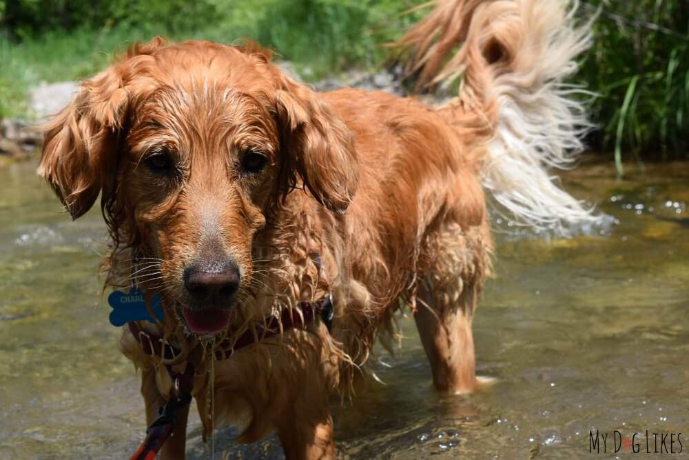 Our dogs taking a dip in Squaw Creek