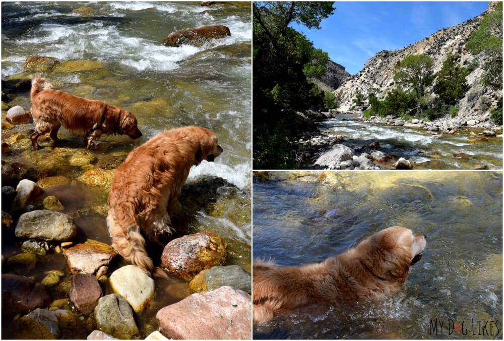 Our Golden Retrievers swimming in Shell Creek in Bighorn National Forest.