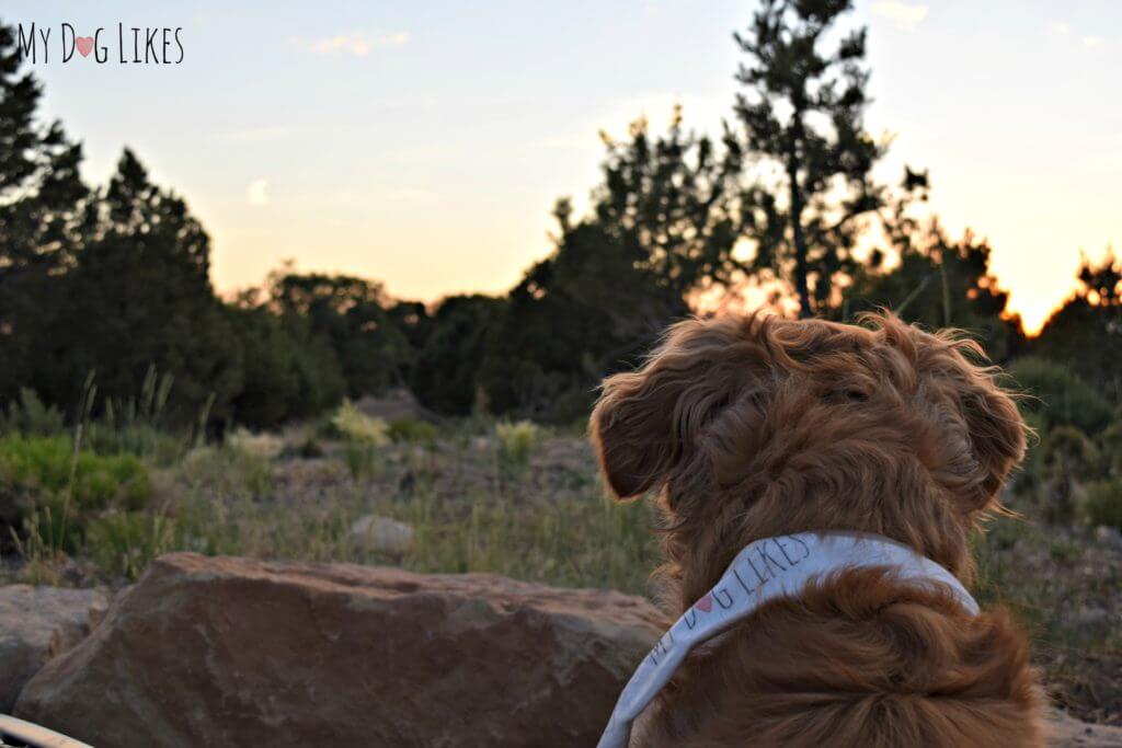 Exploring some dog friendly hikes in Northern Arizona