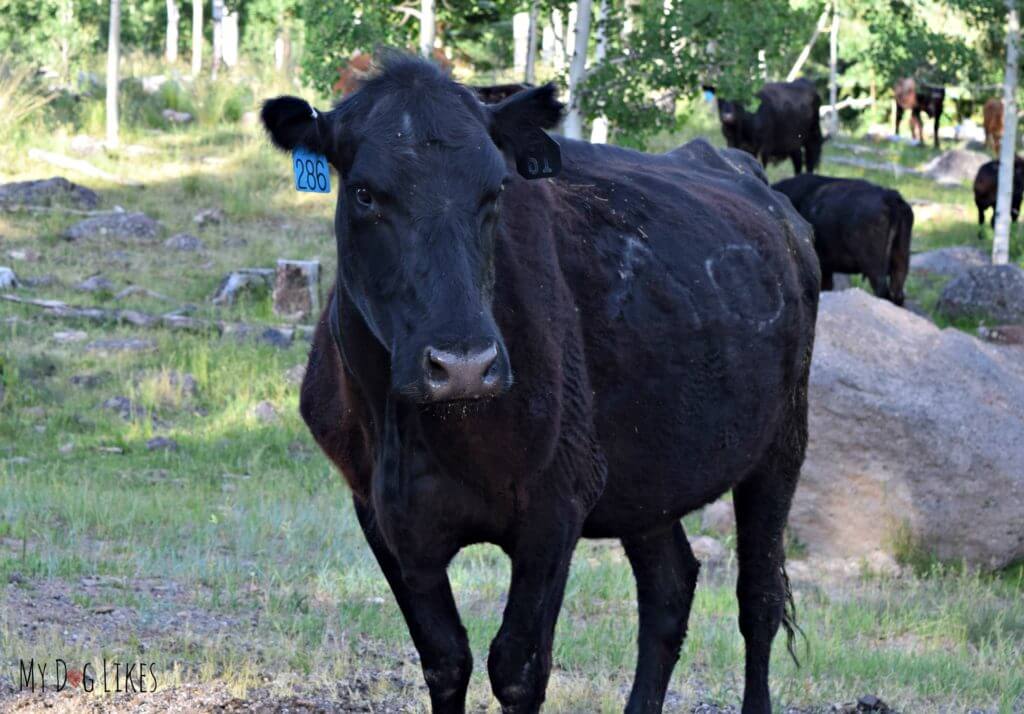 Watch for open range cattle on the roads leading through the Dixie National Forest