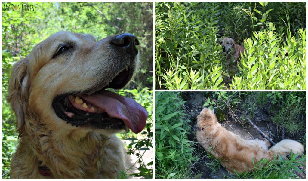 Harley cooling down in a creek during our hike