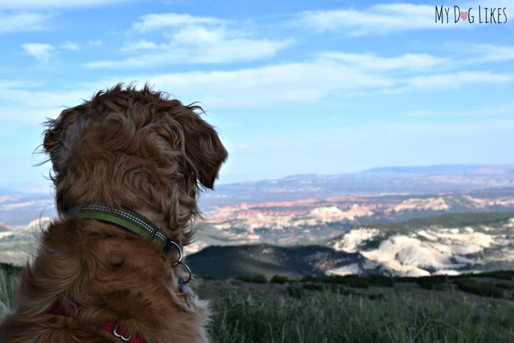 Our dog Charlie looking out over Grand Staircase