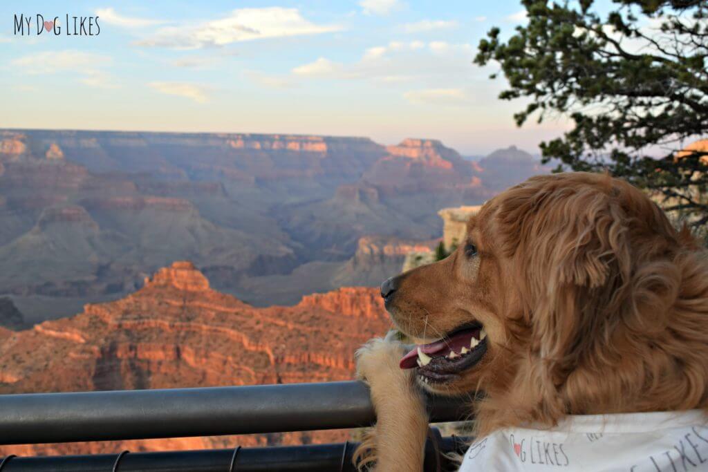 Charlie admiring the view at the Grand Canyon