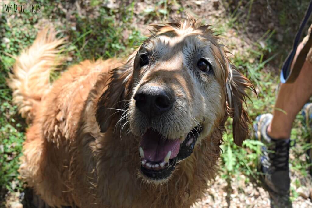 Harley is quite satisfied after taking a dip in the creek!