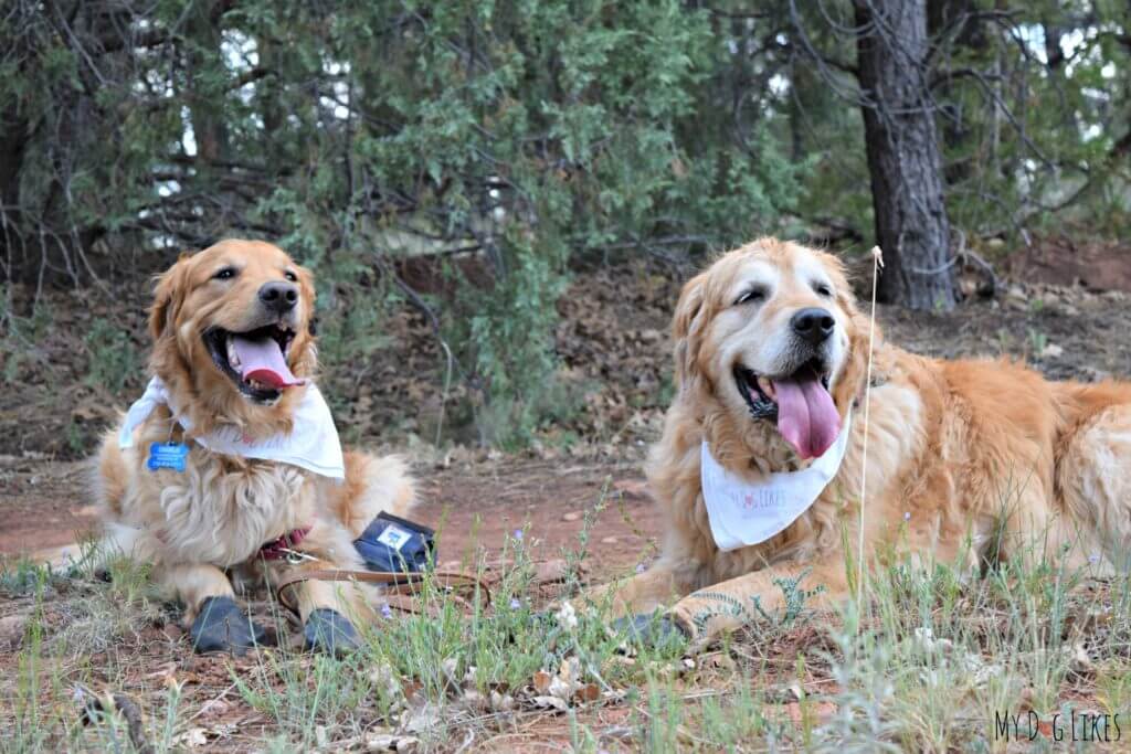 Keeping our dogs paws protected from the heat with Pawz dog boots!