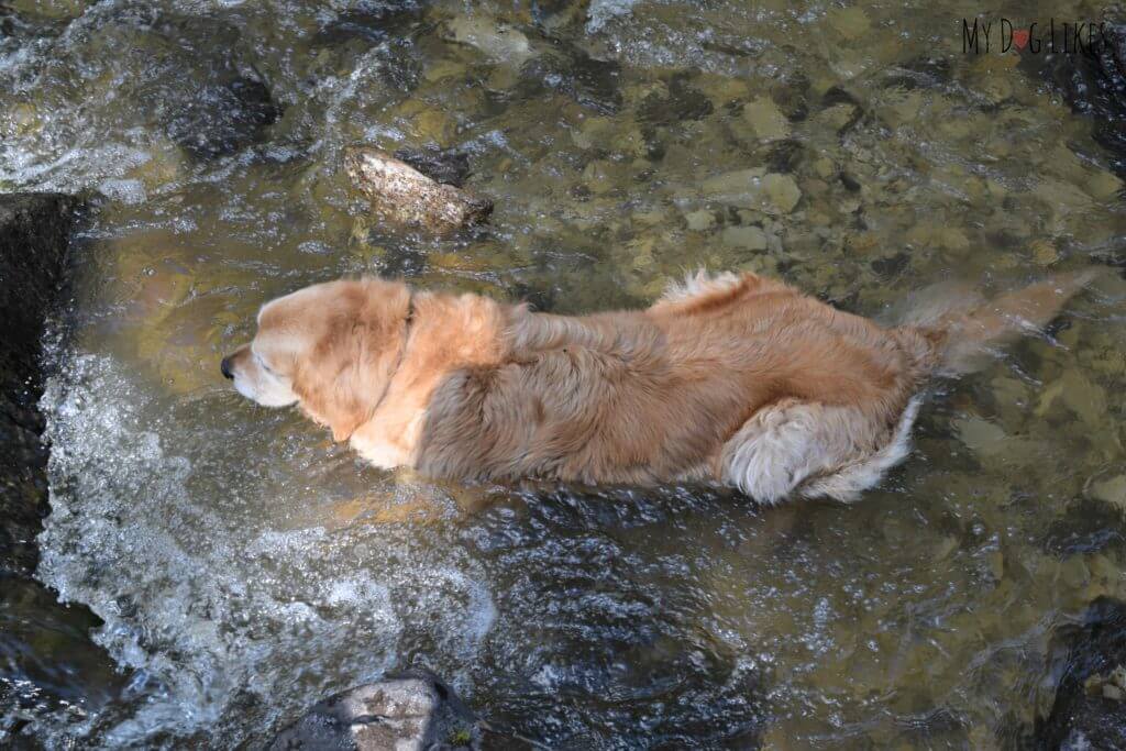 Harley laying down and cooling off in a refreshing mountain stream!