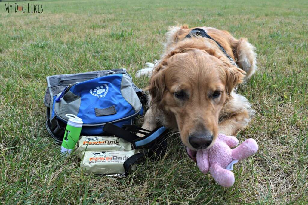 Charlie already enjoying the comfort toy from his emergency bug out bag!