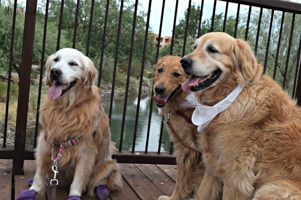 Meeting Sugar from GoldenWoofs at BlogPaws 2016 in Phoenix, AZ