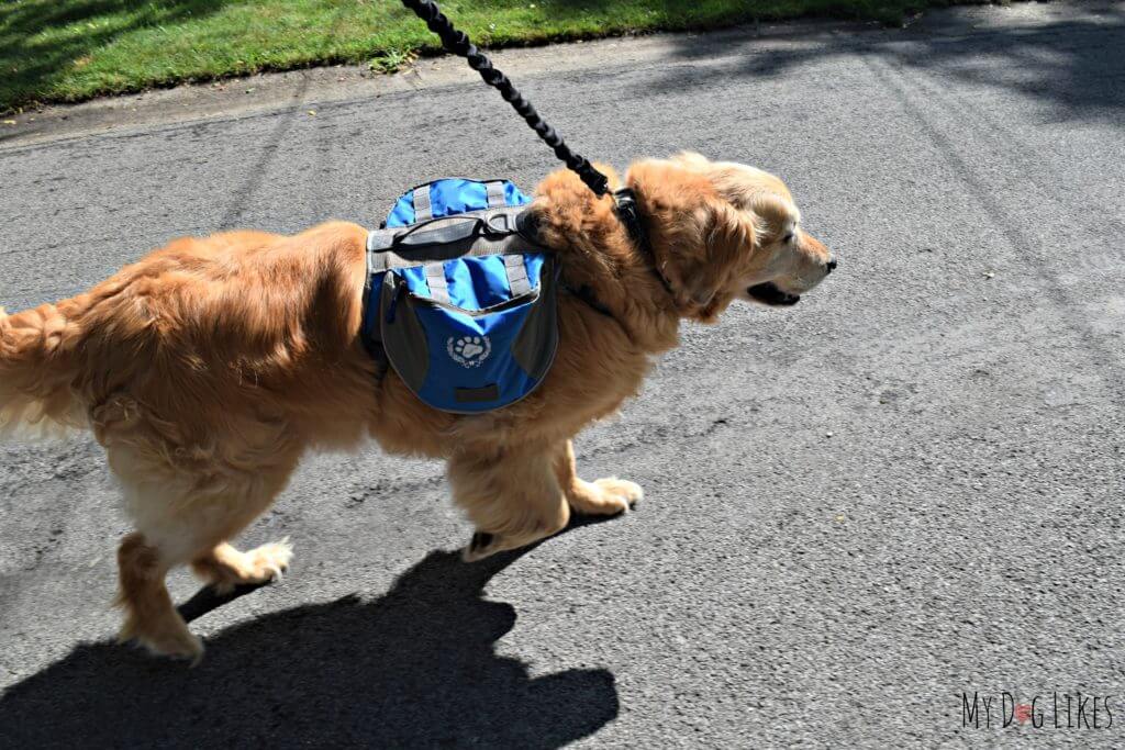 Harley modeling his Dog Emergency Backpack and taking it for a test walk