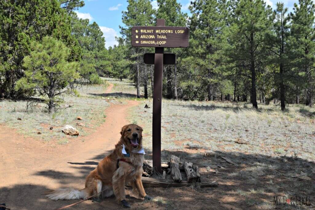 Heading down the Walnut Meadows loop with our dogs at Campbell Mesa