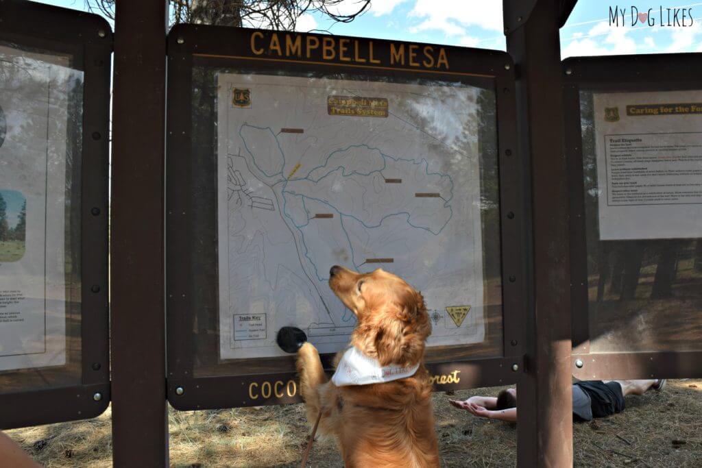 Charlie picking out our hike at Campbell Mesa in Coconino National Forest