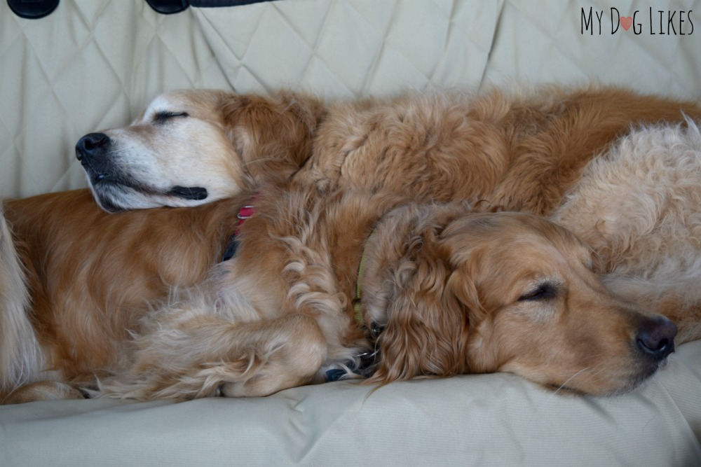 Harley and Charlie cuddling in the backseat