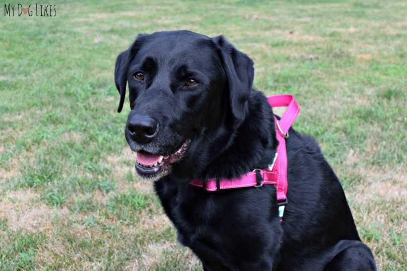 Reviewing the EZHarness - adjustable dog harness from DEXDOG.