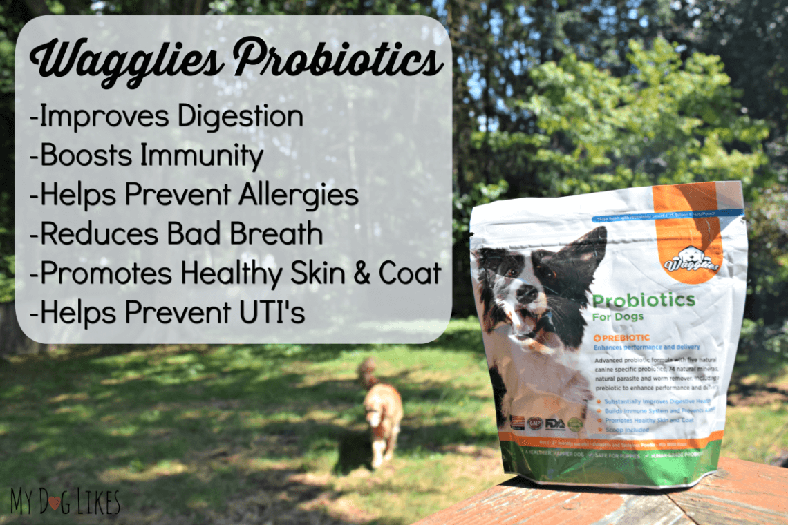Wagglies Probiotics Review The Benefits of Probiotics for Dogs
