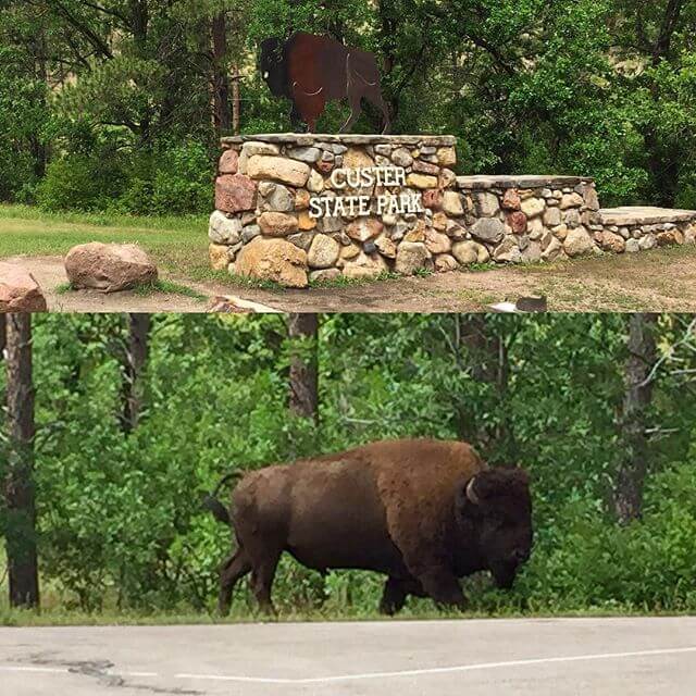 A large Bison welcoming us at the entrance to Custer State Park!