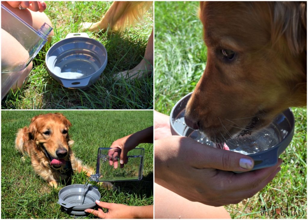 "The Traveler" comes with a space saving water bottle as well as a collapsible bowl!