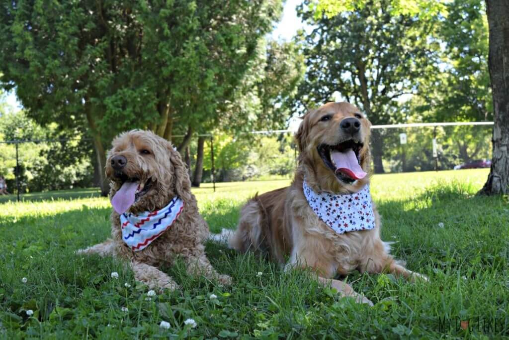 Charlie visiting with Spencer the Goldendoodle