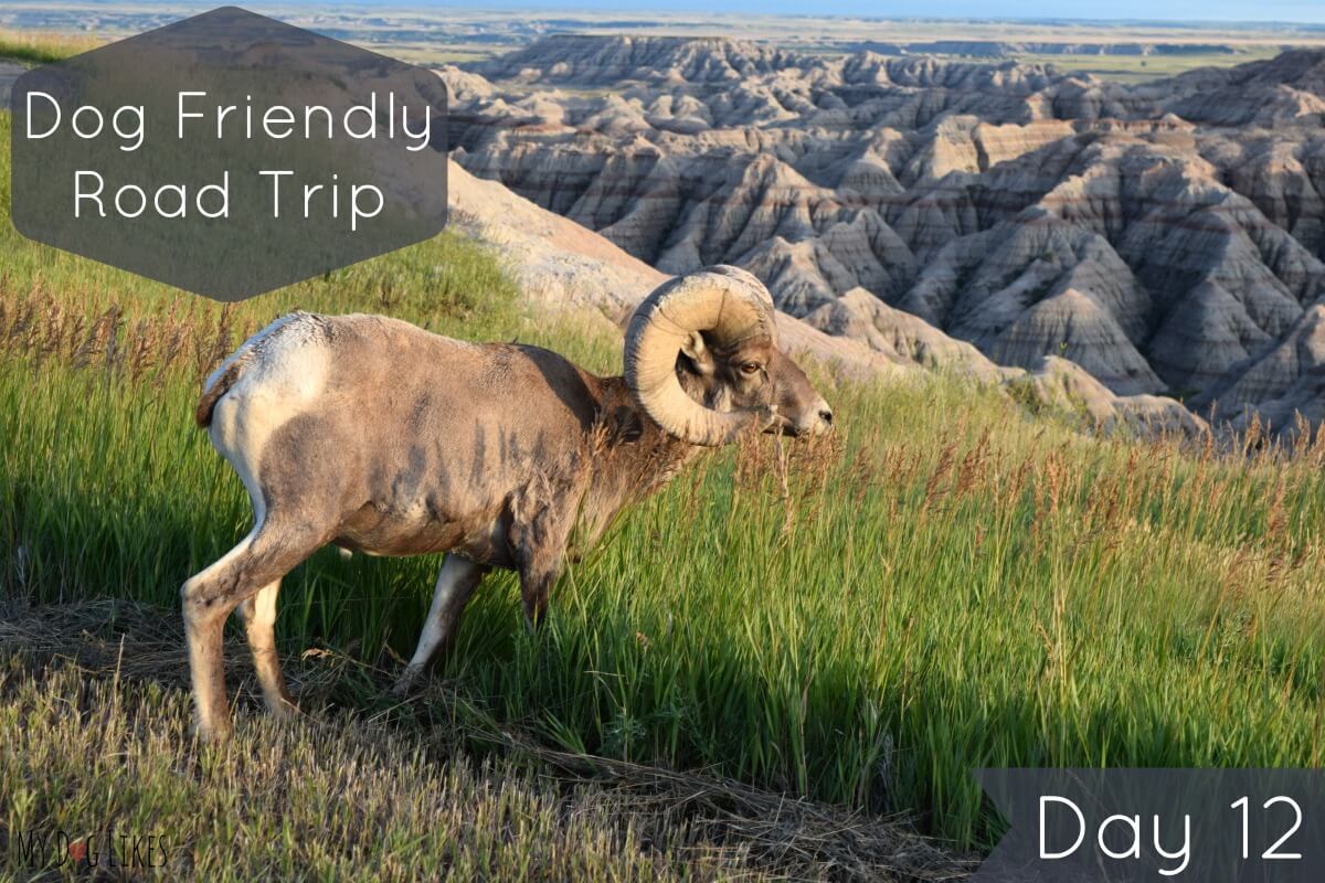 Tour of America Day 12 Custer State Park & Badlands National Park