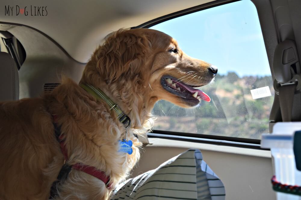 Charlie looking out the car window during our huge dog road trip