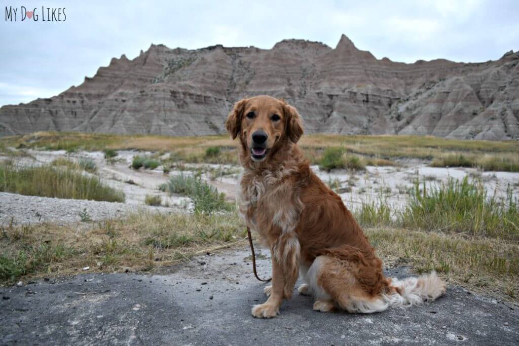 Dogs at Badlands National Park are only allowed near roads and not on trails.